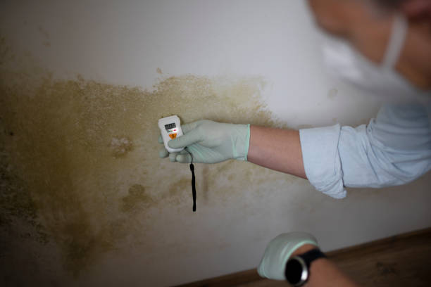 Why You Should Choose Our Mold Remediation Services in Fowler, MI